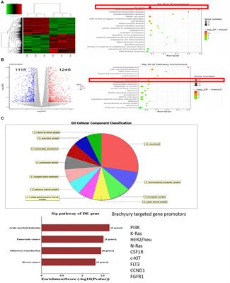 The Role of Transcriptional Factor Brachyury on Cell Cycle Regulation in Non-small Cell Lung Cancer